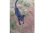 Adopt Sadie a Black Labrador Retriever / Greyhound / Mixed dog in Hartwell