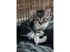 Adopt Capri a Calico or Dilute Calico Domestic Shorthair cat in St.