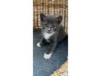 Adopt Roman a Gray or Blue (Mostly) Russian Blue cat in St.