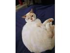 Adopt Oscar a White (Mostly) Siamese / Mixed (short coat) cat in Bremerton