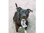 Adopt Marcus a American Staffordshire Terrier / Labrador Retriever / Mixed dog