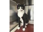 Adopt Ollie a Black & White or Tuxedo Domestic Shorthair (short coat) cat in