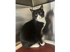 Adopt Hyde a Black & White or Tuxedo Domestic Shorthair (short coat) cat in