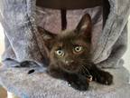 Adopt Lionel Richie a Domestic Mediumhair / Mixed (short coat) cat in Coachella