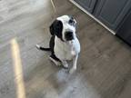 Adopt Lyla a Black - with White Labrador Retriever / Mutt / Mixed dog in Linden