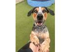 Adopt Lydia a Tricolor (Tan/Brown & Black & White) Treeing Walker Coonhound /