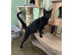 Adopt Jet a Domestic Shorthair / Mixed (short coat) cat in Fallbrook