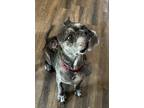Adopt Maxi a Brindle Mastiff / Boxer / Mixed dog in San Antonio, TX (41395518)