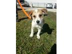 Adopt CK1 Lucy a Tan/Yellow/Fawn - with White Australian Cattle Dog / Mixed dog
