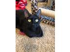 Adopt Essie a All Black Domestic Shorthair / Mixed (short coat) cat in