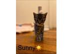 Adopt Sunny 4 a Gray, Blue or Silver Tabby Domestic Shorthair cat in New York