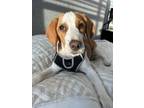 Adopt Teddy a Brown/Chocolate - with White Beagle / Mixed dog in Delray Beach