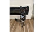 Adopt Perrin a Black - with Tan, Yellow or Fawn German Shepherd Dog / Mixed dog