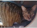 Adopt Sushi - AVAILABLE a Brown Tabby Domestic Shorthair / Mixed Breed (Medium)