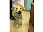 Adopt Duke a Tan/Yellow/Fawn Golden Retriever / Mixed Breed (Medium) / Mixed