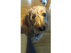 Adopt Peanut a Brown/Chocolate Goldendoodle / Mixed dog in Olathe, KS (41395459)