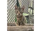 Adopt Rugrat a Domestic Shorthair / Mixed (short coat) cat in Fallbrook