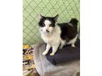 Adopt Prince a Domestic Longhair / Mixed (short coat) cat in Fallbrook