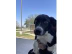 Adopt Ocean G26 4/30/24 a Black Border Collie / Mixed Breed (Medium) / Mixed