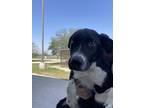 Adopt Ocean G26 4/30/24 a Black Border Collie / Mixed dog in San Angelo