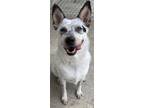 Adopt Jenny a White Australian Cattle Dog / Mixed Breed (Medium) / Mixed dog in