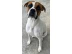Adopt Rhonda a Brown/Chocolate Boxer / Mixed dog in Beatrice, NE (41234683)