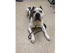 Adopt Mr. T a Gray/Blue/Silver/Salt & Pepper Mixed Breed (Large) / Mixed dog in