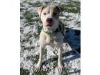 Adopt Ringo Starr a White Mixed Breed (Large) / Mixed dog in Hamilton