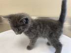 Adopt 55866915 a Gray or Blue Domestic Shorthair / Domestic Shorthair / Mixed