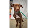 Adopt ECAC2 Ray a Brown/Chocolate Labrador Retriever / Mixed dog in Chicago