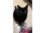 Adopt Saber a All Black Domestic Mediumhair / Mixed (medium coat) cat in