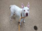 Adopt PRINCESS a White Pit Bull Terrier / Mixed dog in Springfield