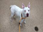 Adopt ICELAND a White Pit Bull Terrier / Mixed dog in Springfield, MA (41215814)