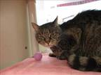 Adopt BLOSSOM a Brown or Chocolate Domestic Mediumhair / Mixed (medium coat) cat