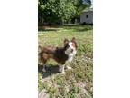 Adopt Twix a Brown/Chocolate - with White Australian Shepherd / Mixed dog in