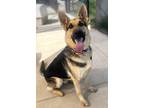 Adopt Woodstock a German Shepherd Dog / Mixed dog in Norman, OK (41220099)