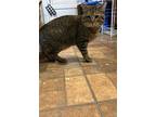 Adopt Theodore a Spotted Tabby/Leopard Spotted Domestic Mediumhair / Mixed