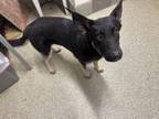 Adopt Mark Antony* a German Shepherd Dog / Mixed dog in Pomona, CA (41395258)