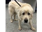 Adopt Duke* a Great Pyrenees / Mixed dog in Pomona, CA (41395252)