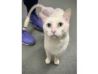 Adopt Chicky*/ Vs Iso-4 a Domestic Shorthair / Mixed cat in Pomona
