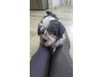 Adopt Iggy a Black - with White Shih Tzu / Mixed dog in Las Vegas, NV (41395247)