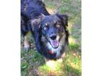 Adopt Rusty a Australian Shepherd / Mixed dog in Novato, CA (41395211)