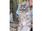 Adopt Nimbus a Gray, Blue or Silver Tabby Maine Coon / Mixed (long coat) cat in