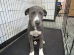 Adopt Margret a Gray/Blue/Silver/Salt & Pepper Pit Bull Terrier dog in