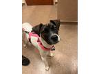 Adopt Molli a Tricolor (Tan/Brown & Black & White) Jack Russell Terrier / Mixed