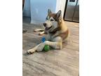 Adopt Bowie a Brown/Chocolate - with White Husky / Husky / Mixed dog in San