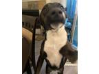 Adopt Daisy a Black - with White American Staffordshire Terrier / Boxer / Mixed