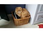 Adopt Leo a Orange or Red Tabby Persian / Mixed (long coat) cat in Rochester