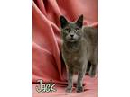 Adopt Jack 30219 a Gray or Blue Domestic Shorthair (short coat) cat in Joplin