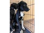 Adopt Luca 30127 a Black Labrador Retriever dog in Joplin, MO (41395122)